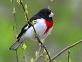 Rb-grosbeak2_small