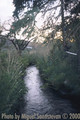 Acequiallena_small