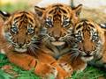 Tigercubs_small