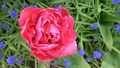 Tulip07_small