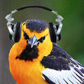 Bird_small