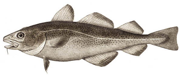 Caption: You bet this story is about fish.