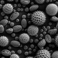 Pollen_small