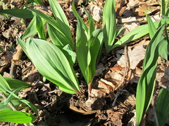 Caption: A Field of Ramps, Credit: Hal B. Klein