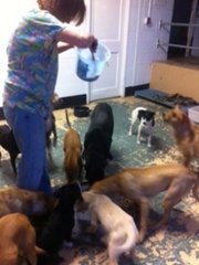 Caption: Amy Boortz feeds rescue dogs at the school where she lives. , Credit: Mary Helen Miller 