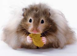 Caption: Not my neighbor's hamster.