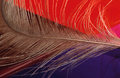 Abstractfeather0002_small