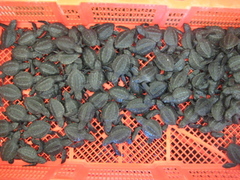 Tamaulipas_turtles_medium