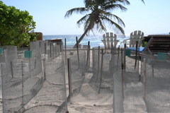 Nests_beach_medium