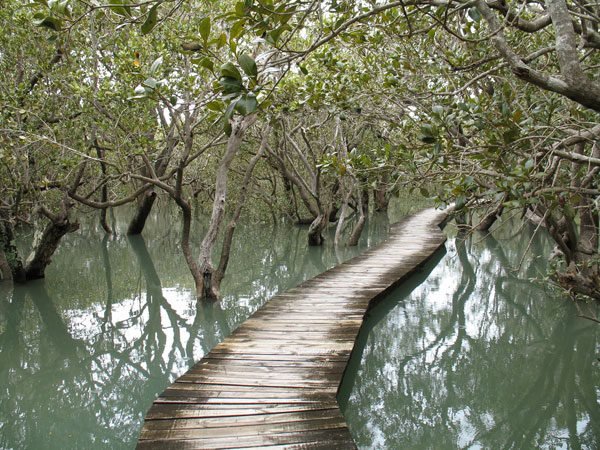 186_mangroves_small