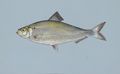 Alewife-fish_small