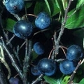 Beachplumjelly_small