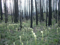 Biscuitbeargrass_small