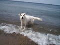 Woodywaitsinwater_small
