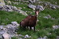 Chamois_small