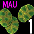 Mau-1-prx_small