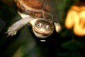 01chancesoftheworld_small