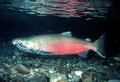 Coho20salmon_small
