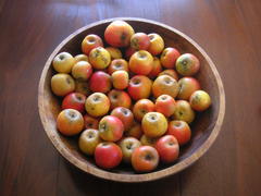 Ashmeadkernalapples_medium