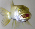 Northernpikeeatingpike_small