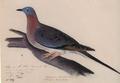 Passengerpigeion_small