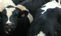 Grandviewfeedlot64_small