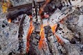 Embers_small