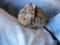 Bunny1_small