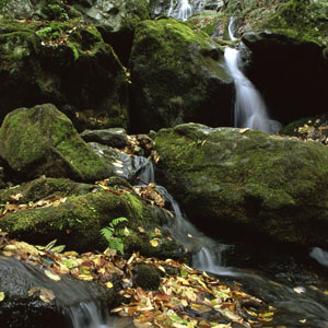 Piece image