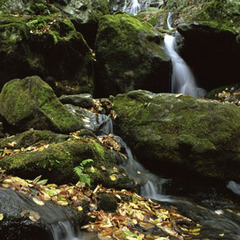 Piece image