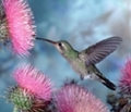 Hummingbird2_small