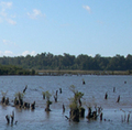 Chilewetlandsmall_small