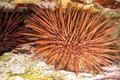 Seaurchinaustralia_small