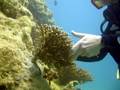 Coraltransplant_small