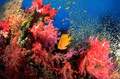 28coralbiology_small