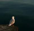 Bird_small