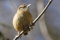 Wren_small