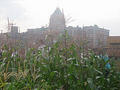 33183931_0fffcaf495_m_small