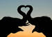 Love-elephants_copy_square