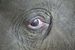 Elephant_eye_square