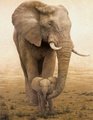 Elephant___calf_small