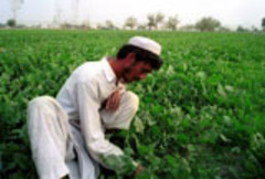 Caption: An Afghan farmer who used to grow poppies working in his vegetable field in Nangarhar Province., Credit: AP