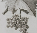 Cropped-grapes-neville_small