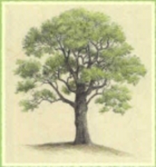 Piece image