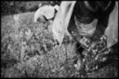 Caption: A farmer harvests coca leaves in Los Yungas, Bolivia, Credit: Roberto "Bear" Guerra