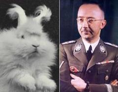 Caption: Angora Rabbit and Heinrich  Himmler