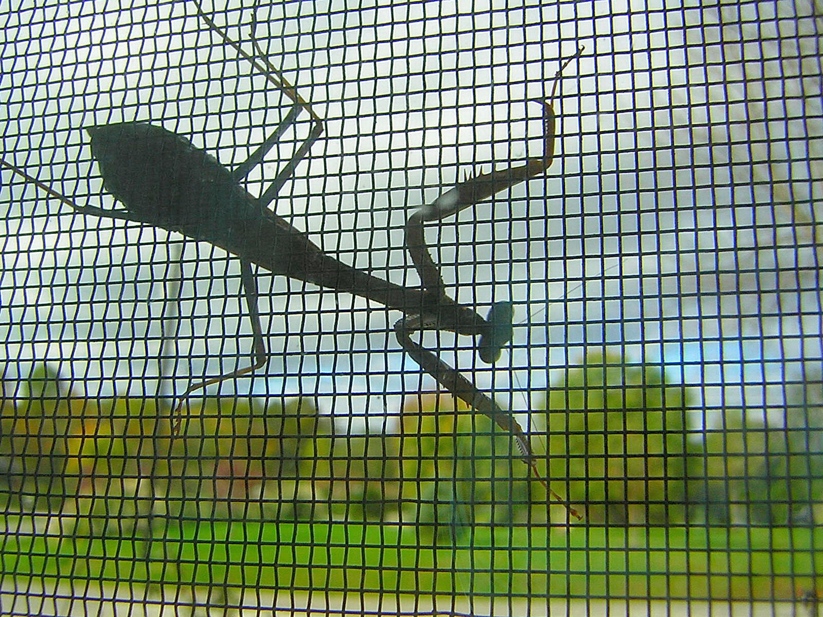 Caption: The Mystical Mantis, Credit: Paul Messing