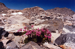 Sierra19_medium