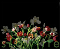 Slowlife-graphic_small