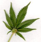 Caption: Marijuana leaf